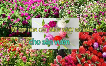 Hinh Dai Dien 1