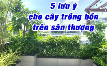Luu Y Cho Cay Trong Bon San Tuong
