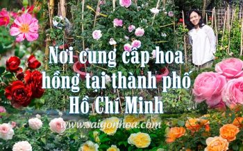 Noi Ban Cay Hoa Hong Tphcm