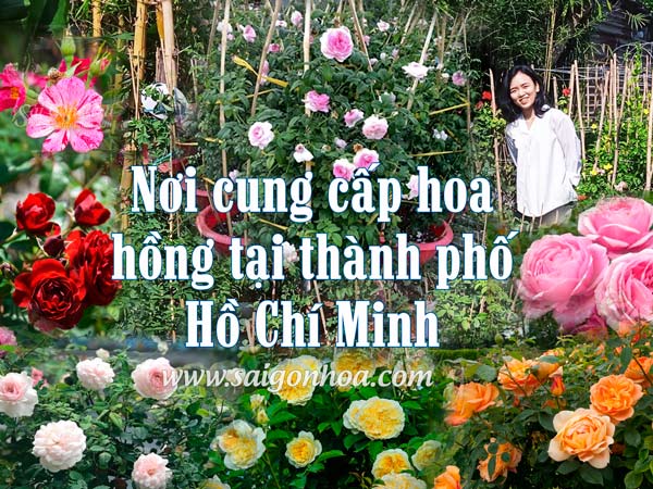 Nơi Cung Cấp Cây Hoa Hồng Tại Thành Phố Hồ Chí Minh