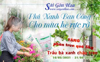 Phu Ban Cong Mua He