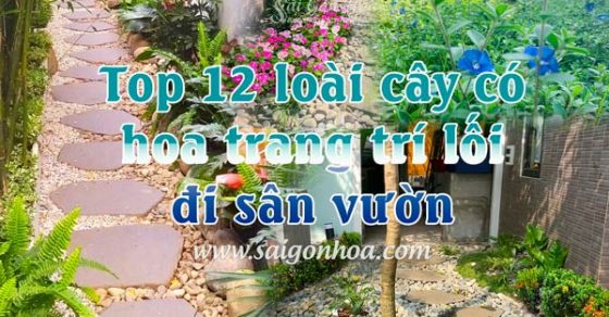 Top 12 loài cây có hoa trang trí lối đi sân vườn • Sài Gòn Hoa 2024