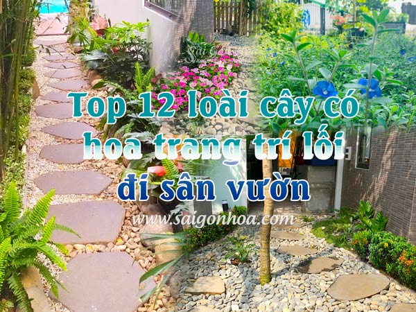 Top 12 loài cây có hoa trang trí lối đi sân vườn - Sài Gòn Hoa