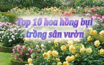 Top 10 Hoa Hong Bui No Hoa Ruc Ro San Vuon