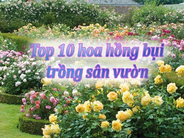 Top 10 Hoa Hồng Bụi Nở Hoa Rực Rỡ Sân Vườn