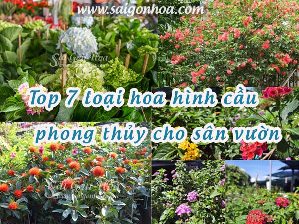 Top 7 Loại Hoa Hình Cầu Phong Thủy Cho Sân Vườn