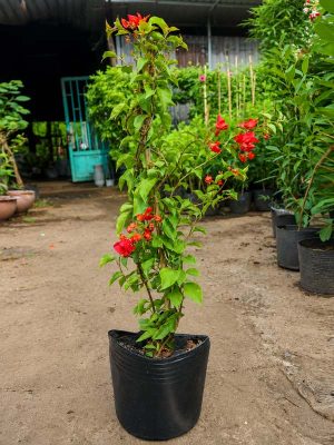 Cây Bông Giấy Hoa Đỏ
