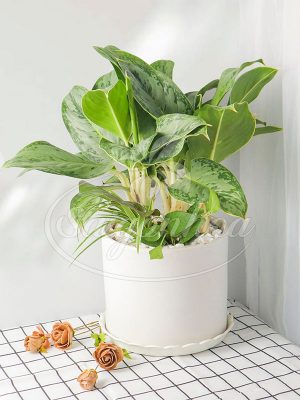 Cây Bạch Mã Cẩm Thạch Để Bàn