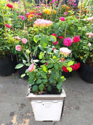 Cây Hoa Hồng Color Shell