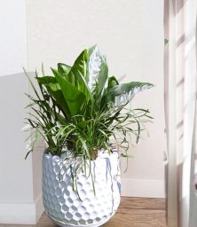 Cây Thanh Lam Nội Thất