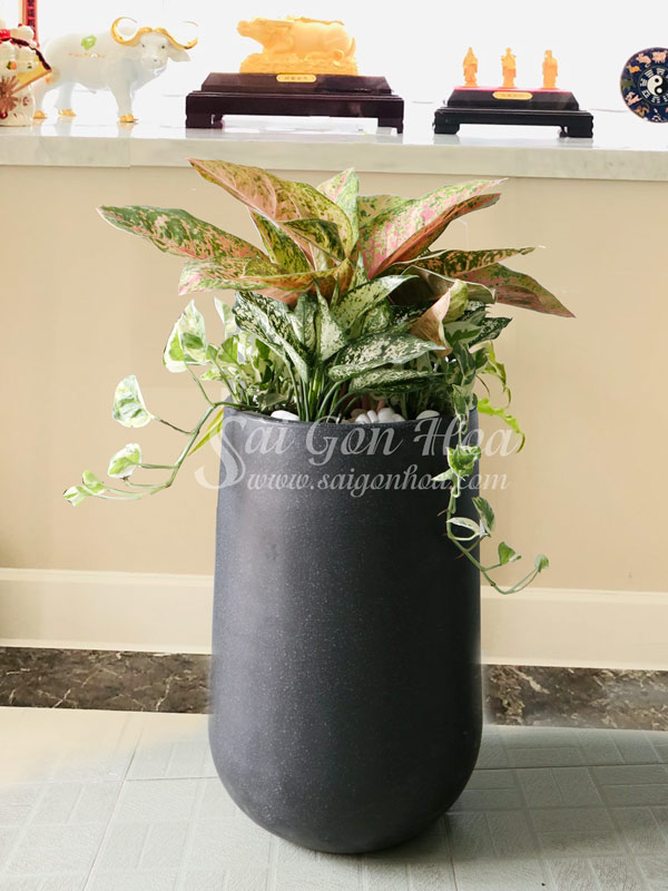 Chậu Cây Vạn Xuân Xanh Nội Thất