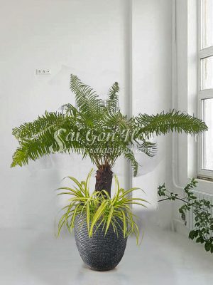 Chậu Cây Dương Xỉ Thân Gỗ