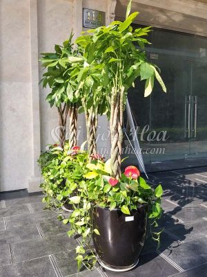 Chậu Cây Kim Ngân Tài Phát