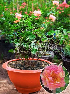 Cây Hoa Hồng Claude Monet