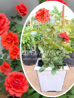 Cây Hoa Hồng Cổ Tàu Cam