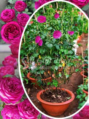 Hoa Hồng Eve Fragrant Gar