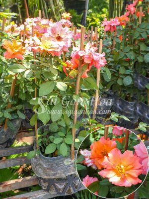 Cây Hoa Hồng Floribunda Jumpin Jack