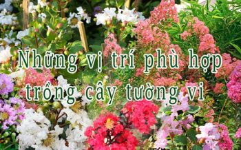 Nhung Vi Tri Phu Hop Trong Cay Tuong Vi