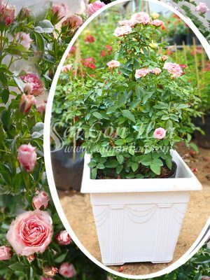 Cây Hoa Hồng Tezza Ruby Hồng