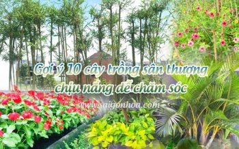 10 Cay San Thuong Chiu Nang