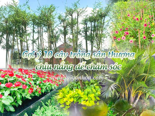 Gợi Ý 10 Cây Trồng Sân Thượng Chịu Nắng Dễ Chăm Sóc • Sài Gòn Hoa 2023