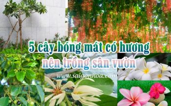 5 Cay Bong Mat Co Huong