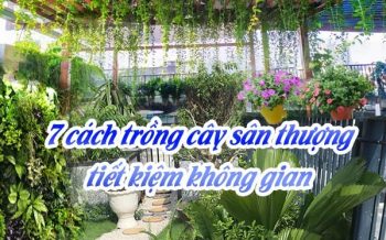 7 Cach Trong Cay San Thuong Tiet Kiem Khong Gian
