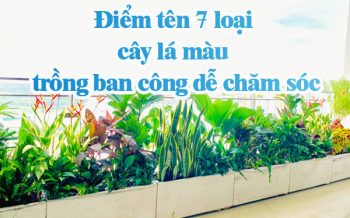 Cay La Mau Trong Ban Cong De Cham Soc