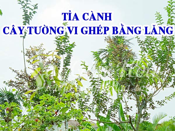 Chăm sóc cây tường vi ghép bằng lăng • Sài Gòn Hoa 2022