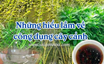 Hieu Lam Ve Cay Canh