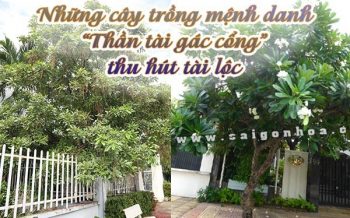 Nhung Loai Cay Mang Y Nghia Tai Loc