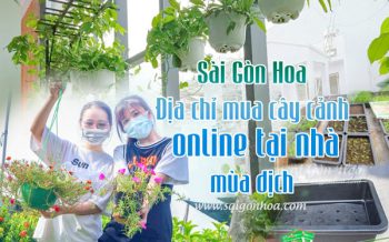 Sai Gon Hoa Ban Cay Canh Mua Dich