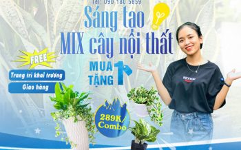 Sang Tao Mix Cay Mua 1 Tang 1