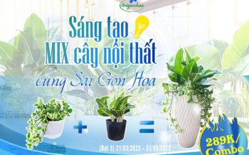 Sang Tao Mix Cay Noi That Dot 3