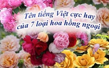 Ten Tieng Viet Cuc Hay Cua 7 Loai Hoa Hong Ngoai