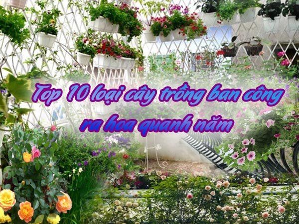 Top 10 Hoa Nở Quanh Năm Trồng Ban Công