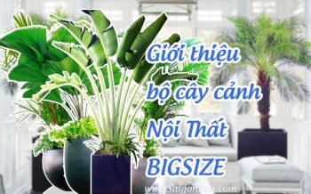 Bo Cay Canh Noi That Bigsize