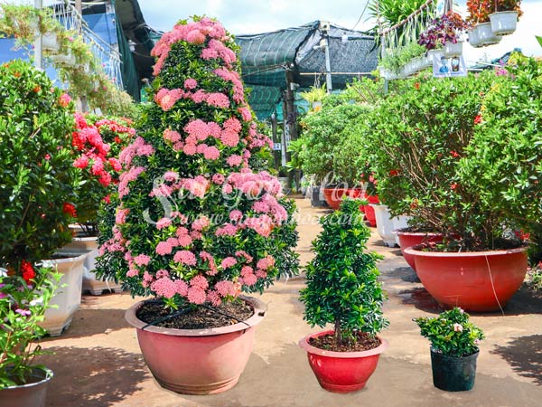 Những Cây Được Cắt Tỉa Tán Thông Đẹp Tại Vườn Sài Gòn Hoa 