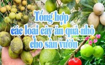 Cay An Qua Nho Cho San Vuon