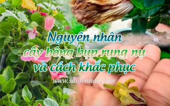 Nguyen Nhan Cay Bong Bup Rung Nu