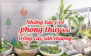 Phong Thuy San Thuong