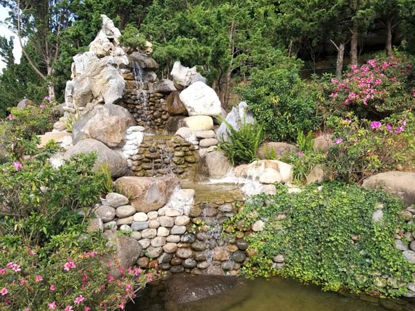 Top 6 Loại Cây Cảnh Đặc Trưng Của Vườn Nhật