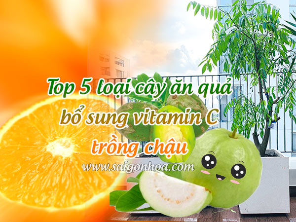 Top 5 Cây Ăn Quả Bổ Sung Vitamin C Trồng Chậu