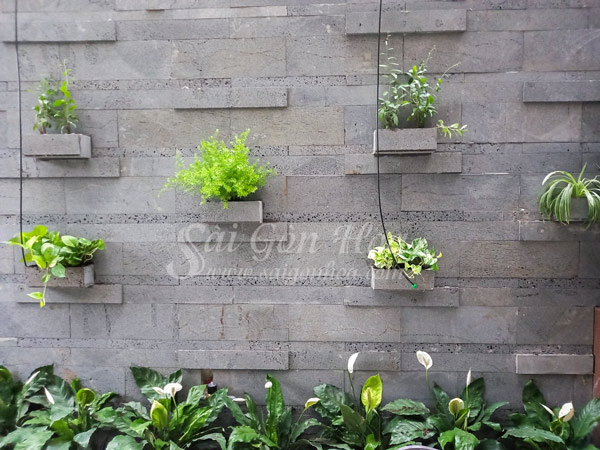 9 Kiểu Trang Trí Mảng Tường Sân Vườn Với Cây Xanh