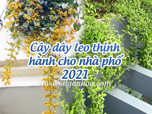 7 Loại Cây Dây Leo Thịnh Hành Cho Nhà Phố 2021
