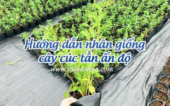 Huong Dan Uom Cuc Tan An Do