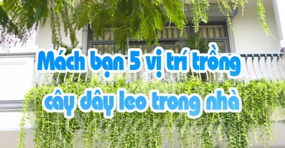 Mách Bạn 5 Vị Trí Trồng Cây Dây Leo Trong Nhà • Sài Gòn Hoa 2023