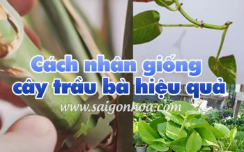 Cach Nhan Giong Cay Trau Ba
