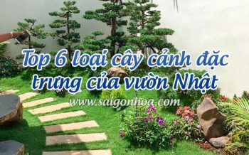 Cay Canh Dac Trung Vuon Nhat