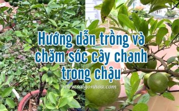 Huong Dan Trong Cay Chanh Trong Chau